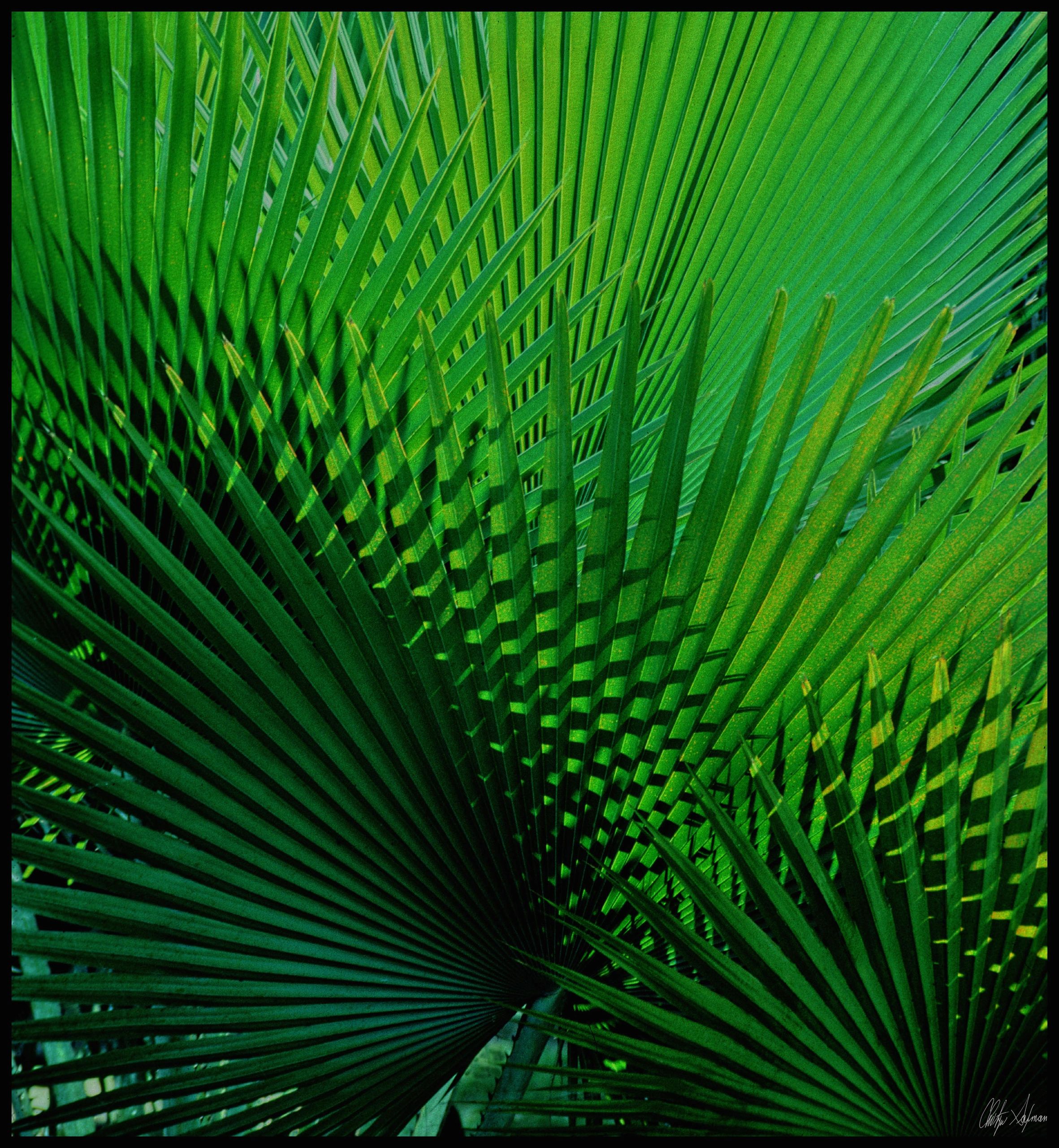 Plants photograph Palm Fern 7-05-2a