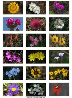Flower photograph by Christopher Saxman